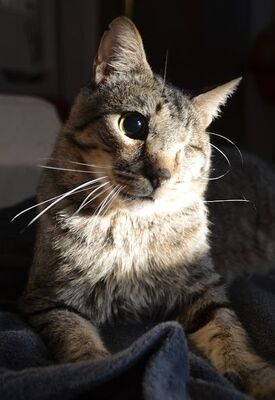 Martin, Europäisch Kurzhaar - Kater
