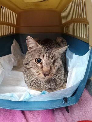 Martin, Europäisch Kurzhaar - Kater