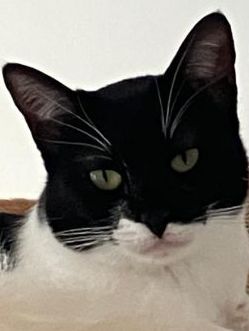 Martina, Europäisch Kurzhaar - Katze