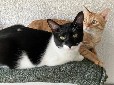 Martina, Europäisch Kurzhaar - Katze