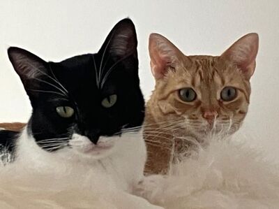 Martina, Europäisch Kurzhaar - Katze