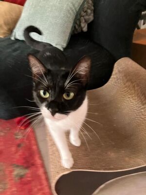 Martina, Europäisch Kurzhaar - Katze