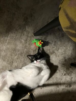 Martina, Europäisch Kurzhaar - Katze