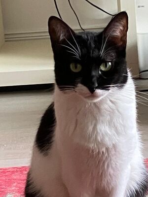 Martina, Europäisch Kurzhaar - Katze