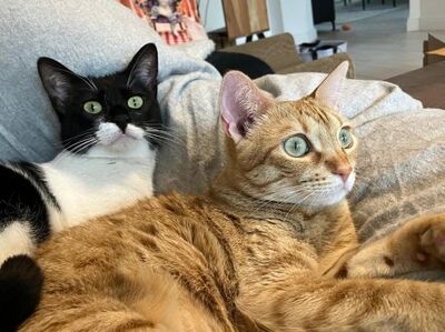 Martina, Europäisch Kurzhaar - Katze