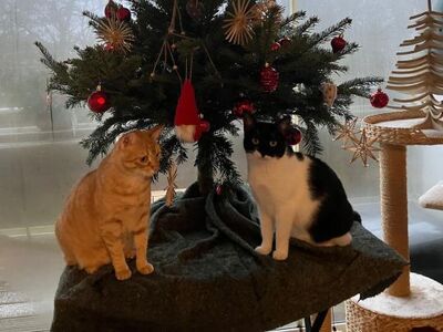 Martina, Europäisch Kurzhaar - Katze