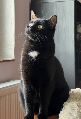 Marty - ein ganz lieber Charakter sucht seine Menschen, EKH - Kater
