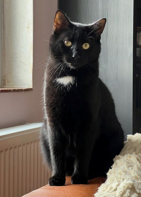 Marty - ein ganz lieber Charakter sucht seine Menschen, EKH - Kater