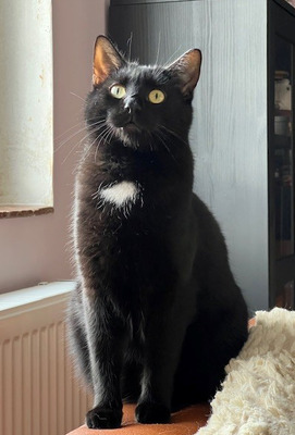 Marty - ein ganz lieber Charakter sucht seine Menschen, EKH - Kater