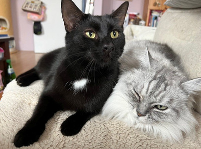 Marty - ein ganz lieber Charakter sucht seine Menschen, EKH - Kater