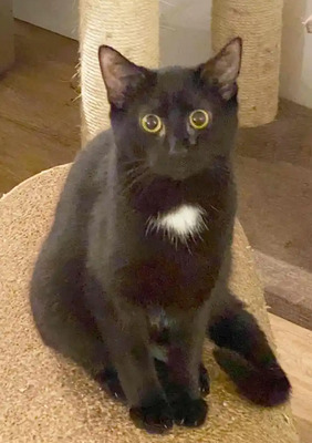 Marty - ein ganz lieber Charakter sucht seine Menschen, EKH - Kater