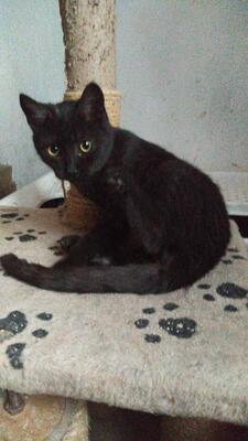 Mary Lou, Mischling Jungtier - Katze