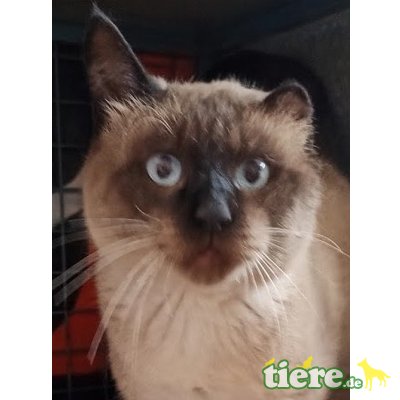 Mateo, Notfellchen (FIV positiv) sucht Zuhause - Kater