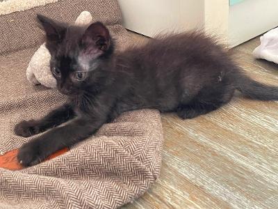 Max, Mischling Jungtier - Kater