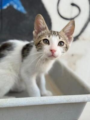Max (geb. Mai 2026) - EKH-Kater, EKH - Kater
