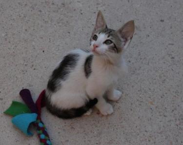 Max (geb. Mai 2026) - EKH-Kater, EKH - Kater