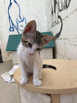 Max (geb. Mai 2026) - EKH-Kater, EKH - Kater