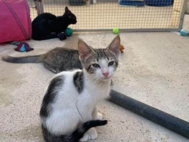 Max (geb. Mai 2026) - EKH-Kater, EKH - Kater