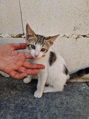Max (geb. Mai 2026) - EKH-Kater, EKH - Kater