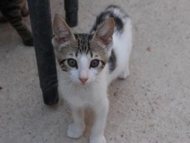 Max (geb. Mai 2026) - EKH-Kater, EKH - Kater