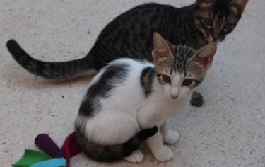 Max (geb. Mai 2026) - EKH-Kater, EKH - Kater