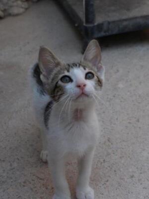 Max (geb. Mai 2026) - EKH-Kater, EKH - Kater