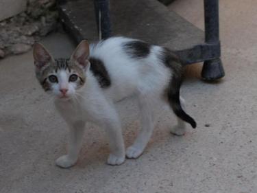Max (geb. Mai 2026) - EKH-Kater, EKH - Kater