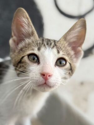 Max (geb. Mai 26), EKH - Kater