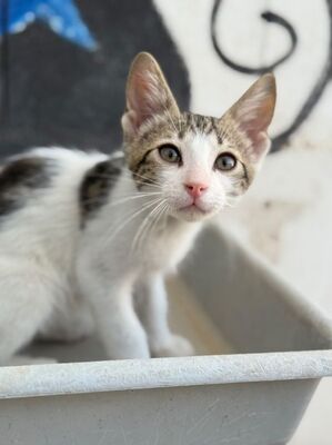 Max (geb. Mai 26), EKH - Kater