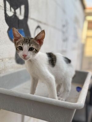 Max (geb. Mai 26), EKH - Kater
