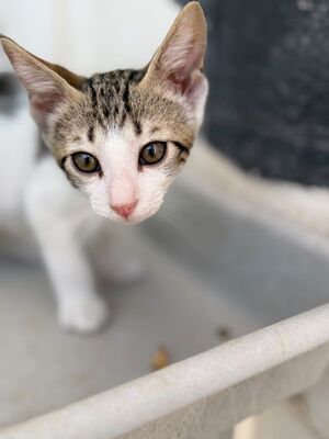 Max (geb. Mai 26), EKH - Kater