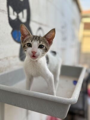 Max (geb. Mai 26), EKH - Kater