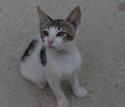 Max (geb. Mai 26), EKH - Kater