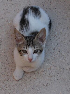 Max (geb. Mai 26), EKH - Kater