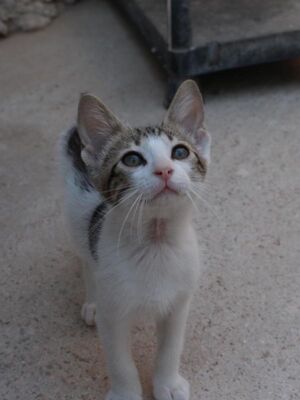 Max (geb. Mai 26), EKH - Kater