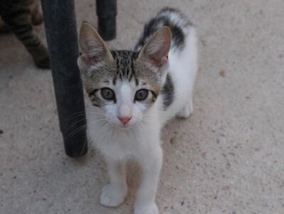Max (geb. Mai 26), EKH - Kater