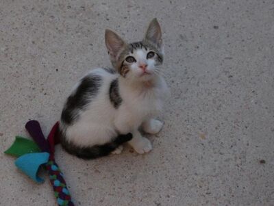Max (geb. Mai 26), EKH - Kater