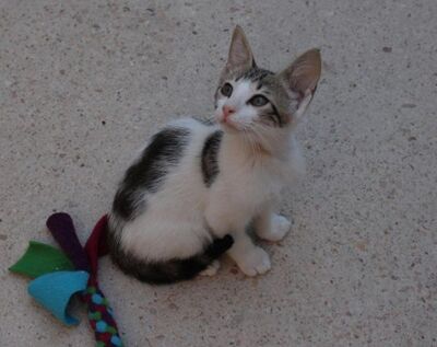 Max (geb. Mai 26), EKH - Kater