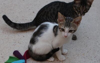 Max (geb. Mai 26), EKH - Kater