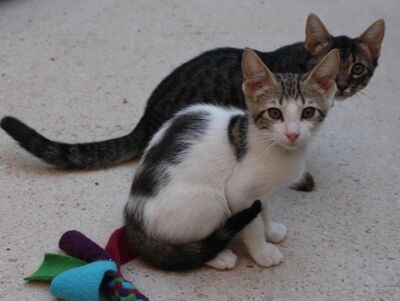 Max (geb. Mai 26), EKH - Kater