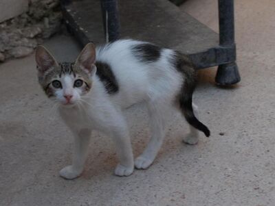 Max (geb. Mai 26), EKH - Kater