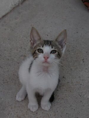 Max (geb. Mai 26), EKH - Kater