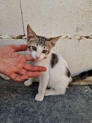 Max (geb. Mai 26), EKH - Kater