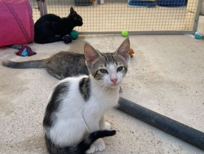 Max (geb. Mai 26), EKH - Kater