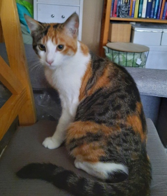 Maxi, Orientalisch Kurzhaar und Maine Coon - Katze