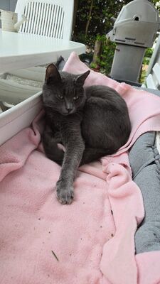 Maya Mogli Mimi, Europ. Kurzhaar Jungtier - Katze