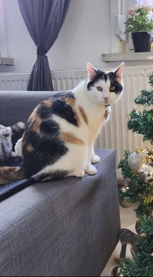 Maya Mogli Mimi, Europ. Kurzhaar Jungtier - Katze