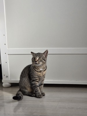 Maya Mogli Mimi, Europ. Kurzhaar Jungtier - Katze