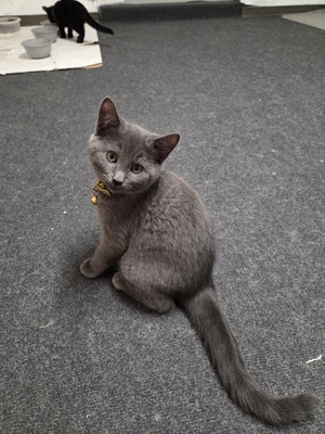 Maya Mogli Mimi, Europ. Kurzhaar Jungtier - Katze