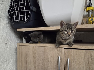Maya Mogli Mimi, Europ. Kurzhaar Jungtier - Katze